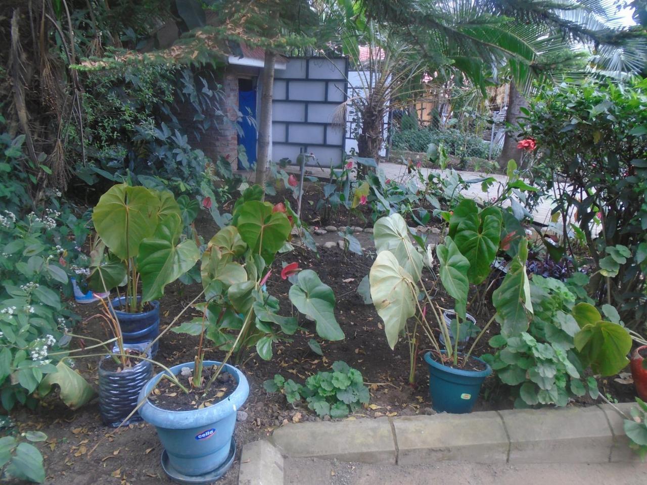 Themi Valley Eco And Cultural Tourism Homestay 阿鲁沙 外观 照片